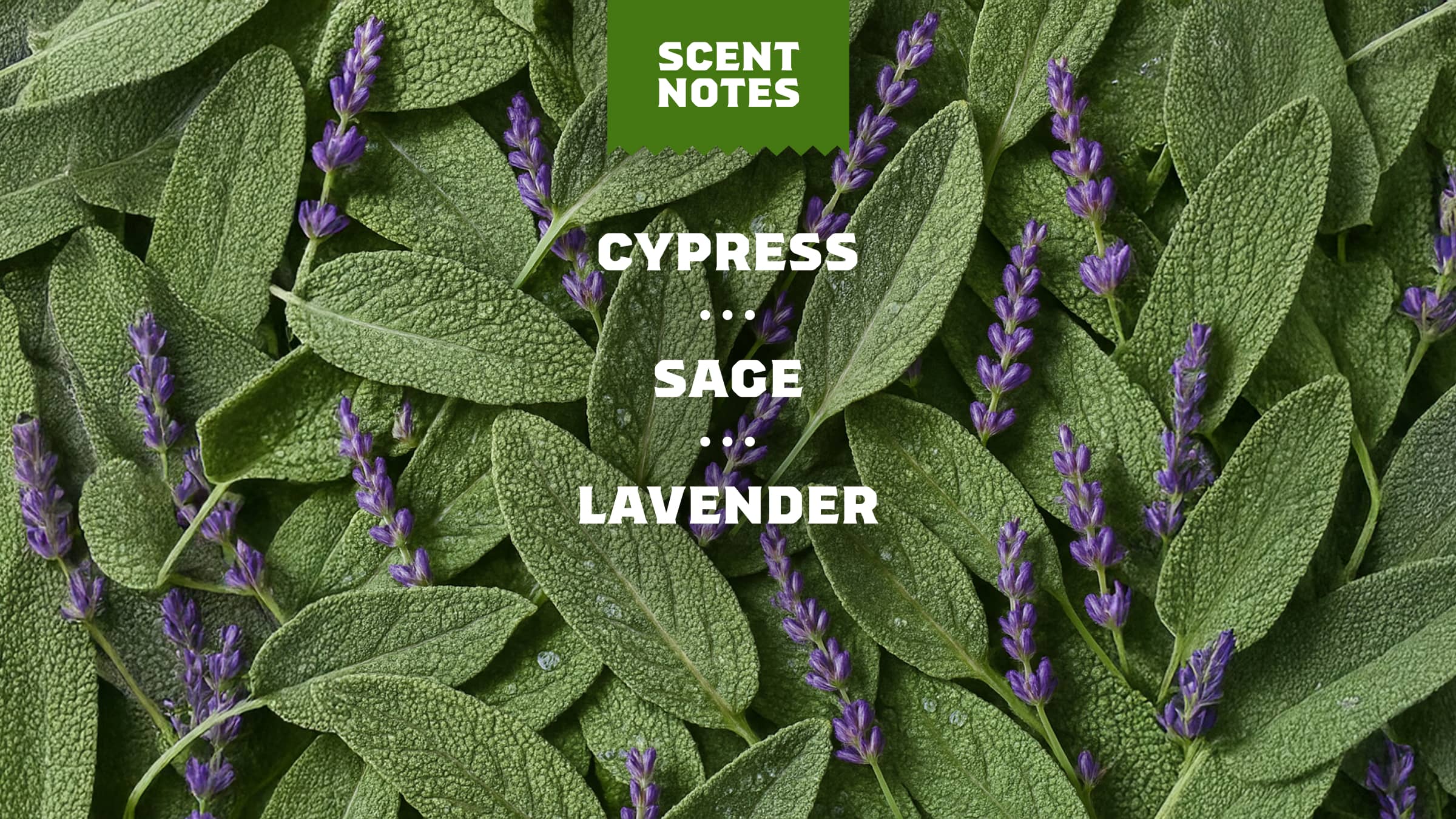 Alpine Sage - Make the Shower Upgrade