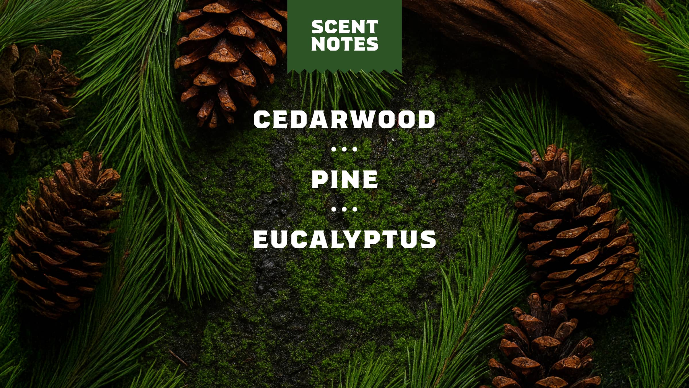 14 oz Pine Tar Body Wash - Wash Up and Win the Day