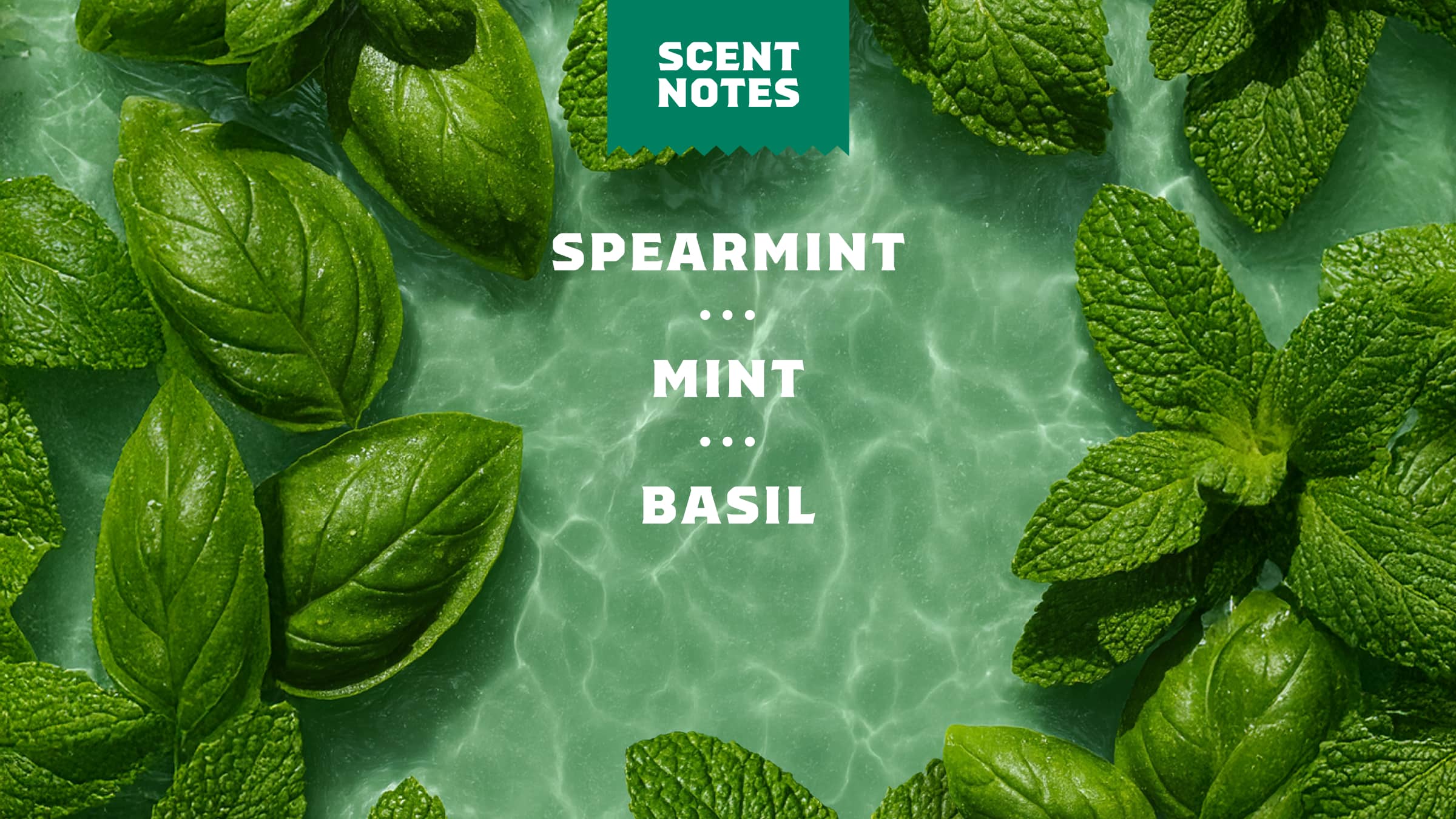 Spearmint Basil - Your Better Shower Choice